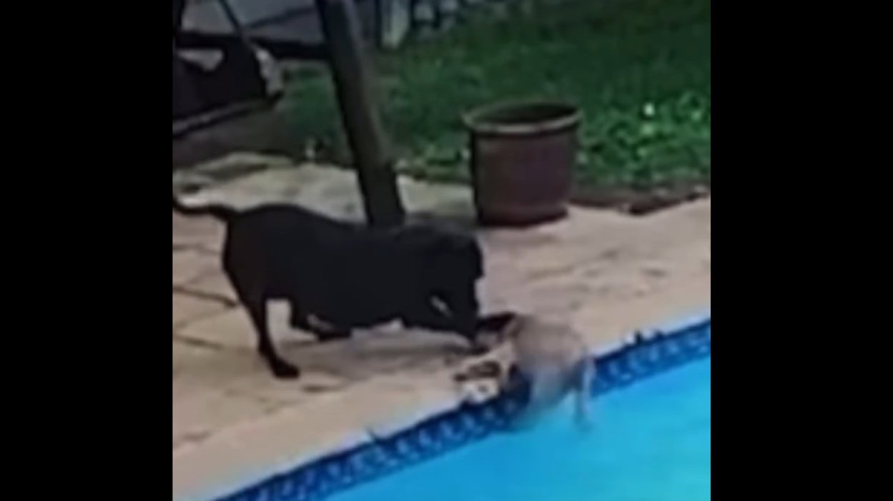 Cãozinho de 13 anos cai na água e, incapaz de sair sozinho, é salvo por outro pet da casa; Especialista alerta sobre cuidados essenciais 