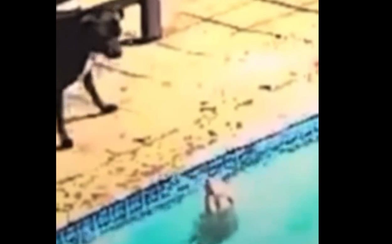 Herói de Quatro Patas, Cachorro resgata amigo idoso de afogamento em piscina e garante final feliz