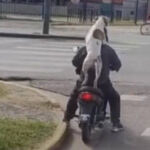 Vídeo Viral: Cachorro é flagrado 'abraçando' tutor em garupa de moto