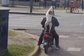 Vídeo Viral: Cachorro é flagrado 'abraçando' tutor em garupa de moto