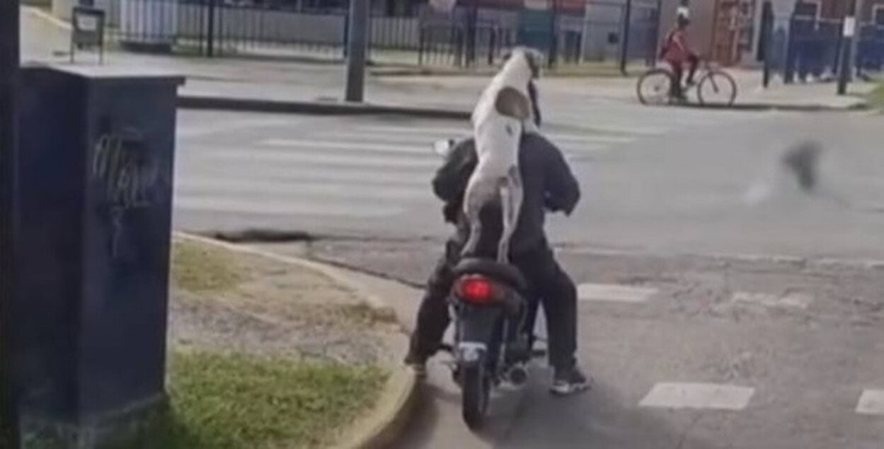 Vídeo Viral: Cachorro é flagrado 'abraçando' tutor em garupa de moto