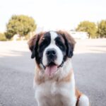 Projeto aprovado em São Bernardo autoriza pacientes internados a receber visita de pets de estimação em hospitais