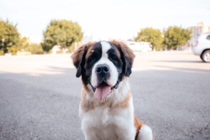 Projeto aprovado em São Bernardo autoriza pacientes internados a receber visita de pets de estimação em hospitais