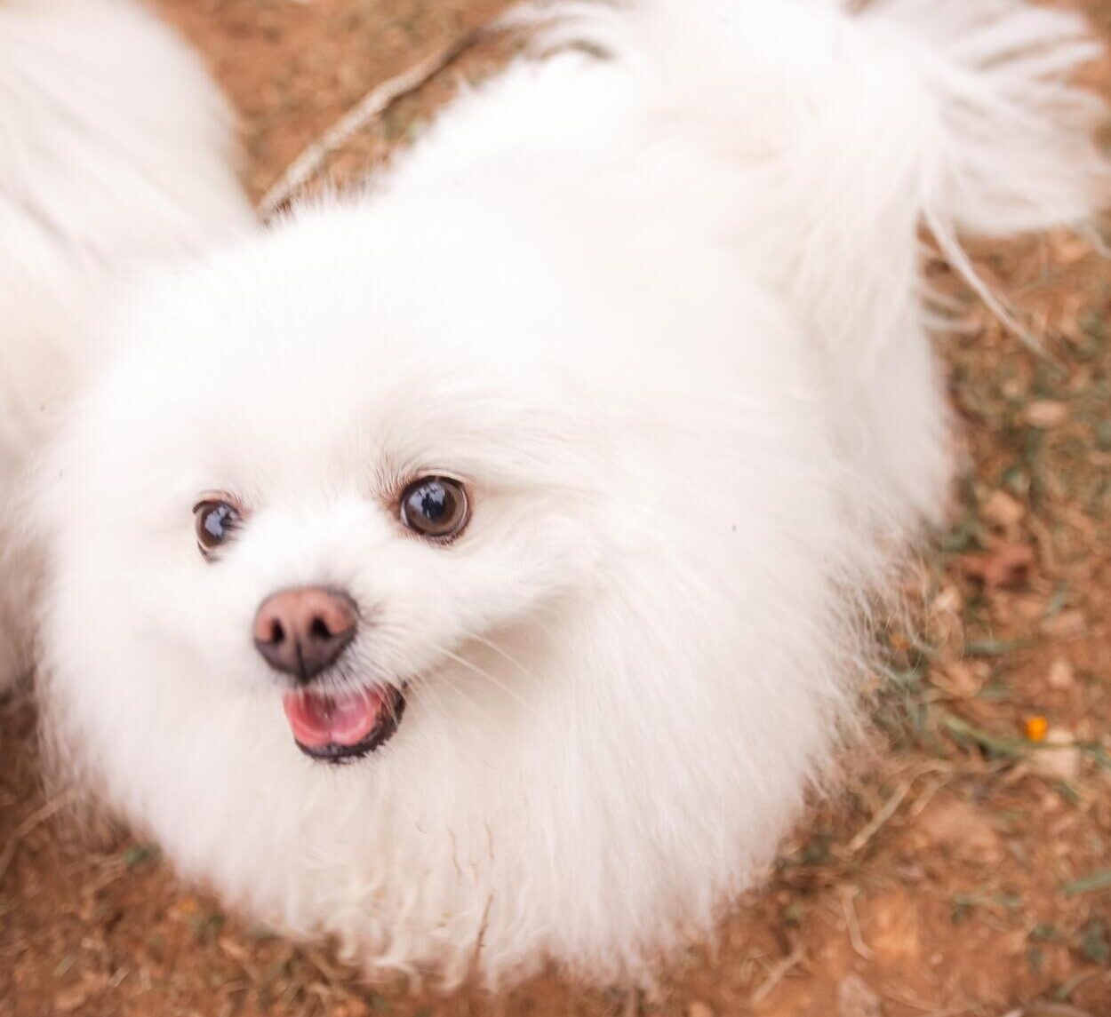 Proposta foi avalizada por unanimidade na Câmara e permite que familiares possam levar cães e gatos para visitar os tutores internados