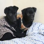 Hospital Veterinário de Santo André recebe Feira de Adoção de Animais neste sábado