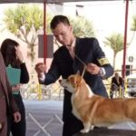 Exposição de Cães de Raça Pura movimenta Ribeirão Pires neste fim de semana