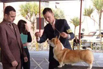 Exposição de Cães de Raça Pura movimenta Ribeirão Pires neste fim de semana