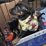 Parque Central recebe no domingo última edição do ano da feira de adoção “Eu amo, eu adoto”