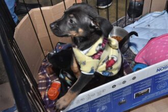 Parque Central recebe no domingo última edição do ano da feira de adoção “Eu amo, eu adoto”