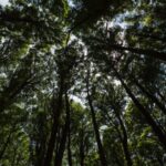 Acordo SP+Verde garante compromisso de recuperar área equivalente a 2 mil campos de futebol