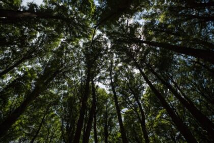 Acordo SP+Verde garante compromisso de recuperar área equivalente a 2 mil campos de futebol