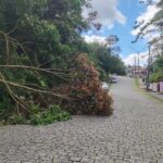 Equipes atuam desde terça-feira (9) na remoção de árvores, liberação de vias e manutenção emergencial em áreas afetadas Foto: Divulgação (PMETRP)