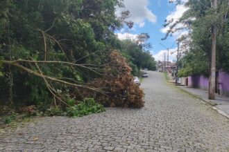 Equipes atuam desde terça-feira (9) na remoção de árvores, liberação de vias e manutenção emergencial em áreas afetadas Foto: Divulgação (PMETRP)