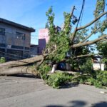 Ventania derruba 35 árvores e cinco postes em Diadema
