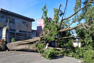 Ventania derruba 35 árvores e cinco postes em Diadema
