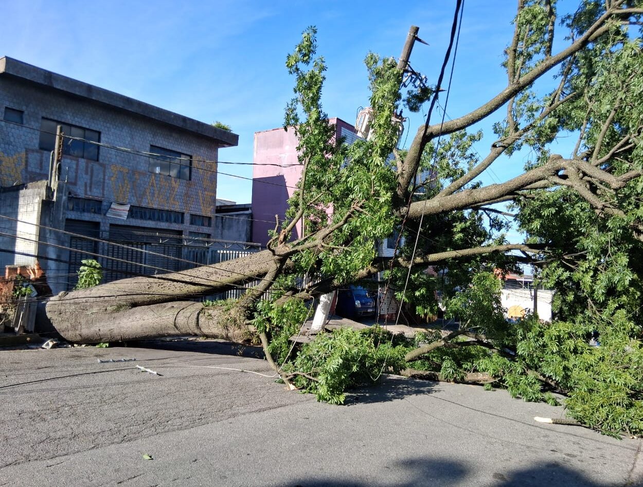 Ventania derruba 35 árvores e cinco postes em Diadema
