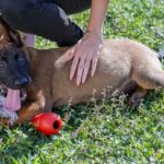 Canil da GCM de São Caetano recebe reforço de dois novos pastores Belga Mallinois