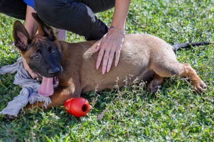 Canil da GCM de São Caetano recebe reforço de dois novos pastores Belga Mallinois