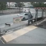 Cachorro é abandonado por motorista em São Caetano e moradores denunciam. Foto: Reprodução/Video-TV São Bernardo