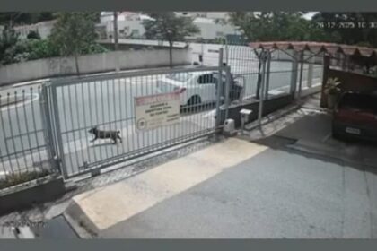 Cachorro é abandonado por motorista em São Caetano e moradores denunciam. Foto: Reprodução/Video-TV São Bernardo