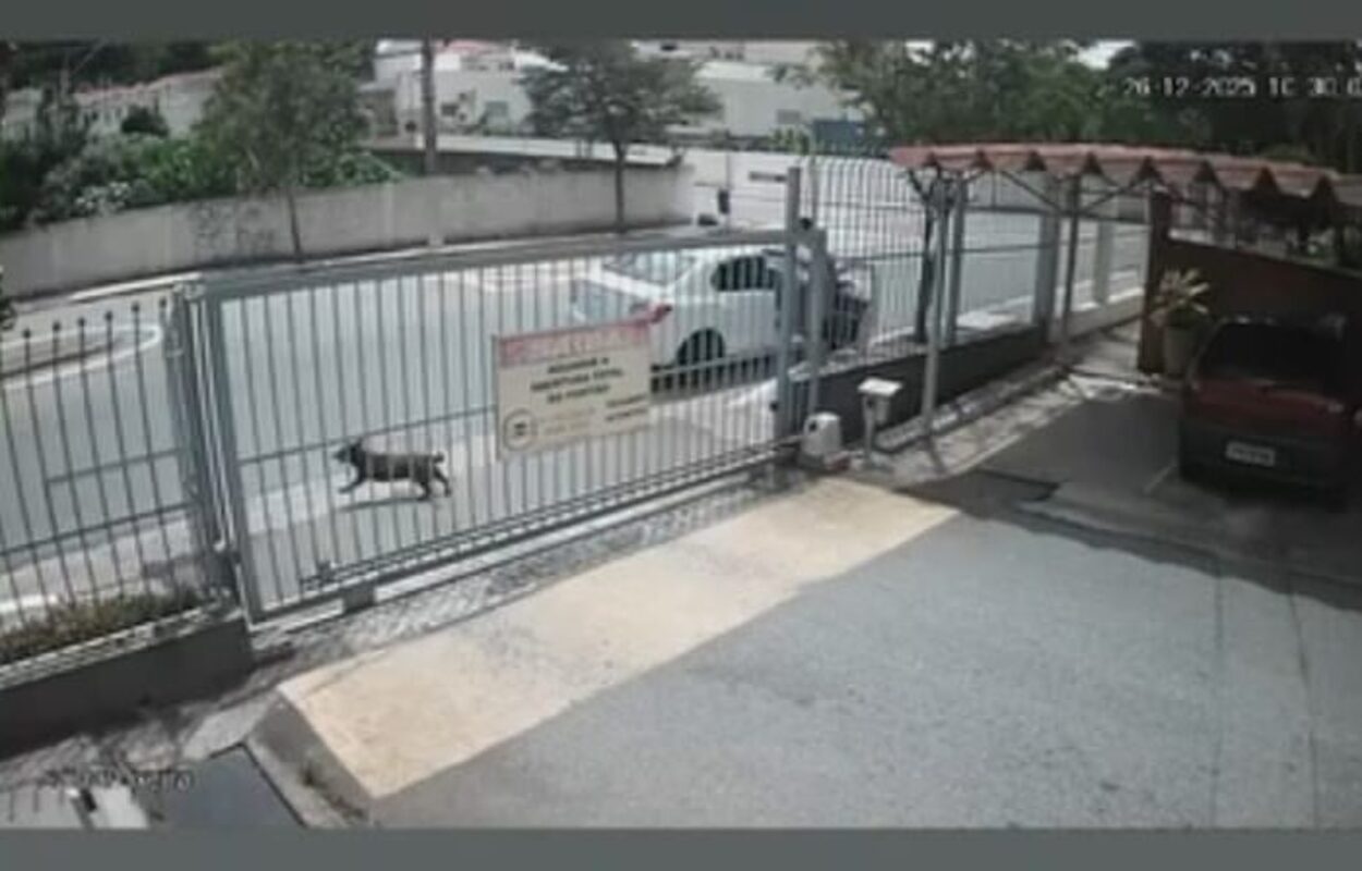  Cachorro é abandonado por motorista em São Caetano e moradores denunciam. Foto: Reprodução/Video-TV São Bernardo