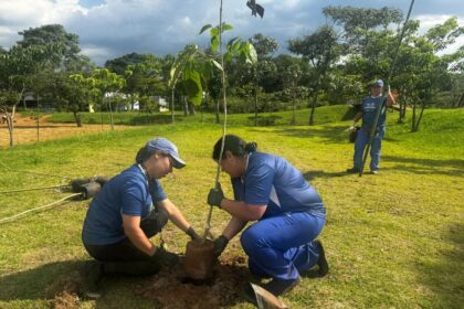 Parque Central passa por ampla revitalização e recebe plantio de 300 árvores