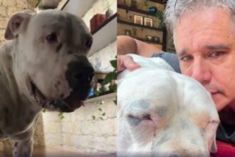 Márcio Garcia lamenta óbito de seu cão Dogo: “Um grande amigo e companheiro”