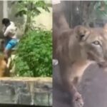 Fim trágico e história de abandono: Jovem morto por leoa em Zoo sonhava em cuidar de animais  
