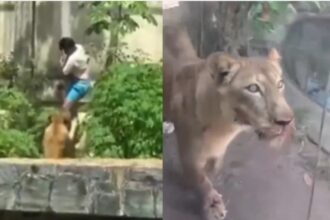 Fim trágico e história de abandono: Jovem morto por leoa em Zoo sonhava em cuidar de animais  