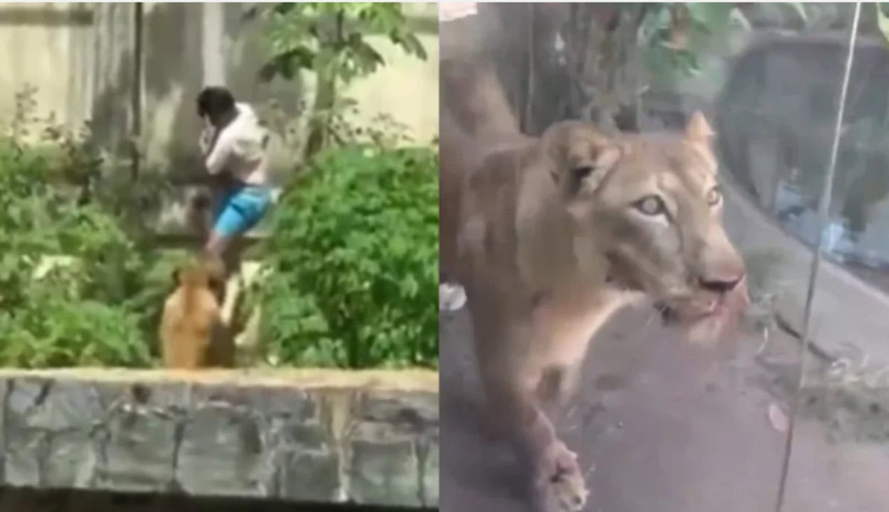 Fim trágico e história de abandono: Jovem morto por leoa em Zoo sonhava em cuidar de animais  