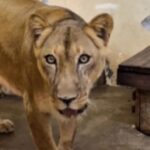 Leoa que tirou a vida de jovem em zoológico está "bem" após estresse e eutanásia está descartada