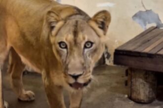 Leoa que tirou a vida de jovem em zoológico está "bem" após estresse e eutanásia está descartada