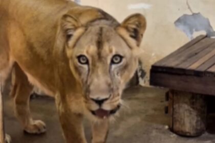 Leoa que tirou a vida de jovem em zoológico está "bem" após estresse e eutanásia está descartada