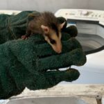 Na última terça-feira de 2025, agentes ambientais libertam 13 saruês