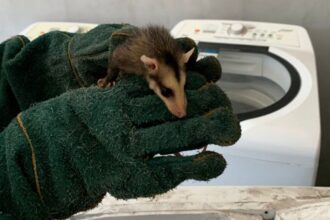 Na última terça-feira de 2025, agentes ambientais libertam 13 saruês