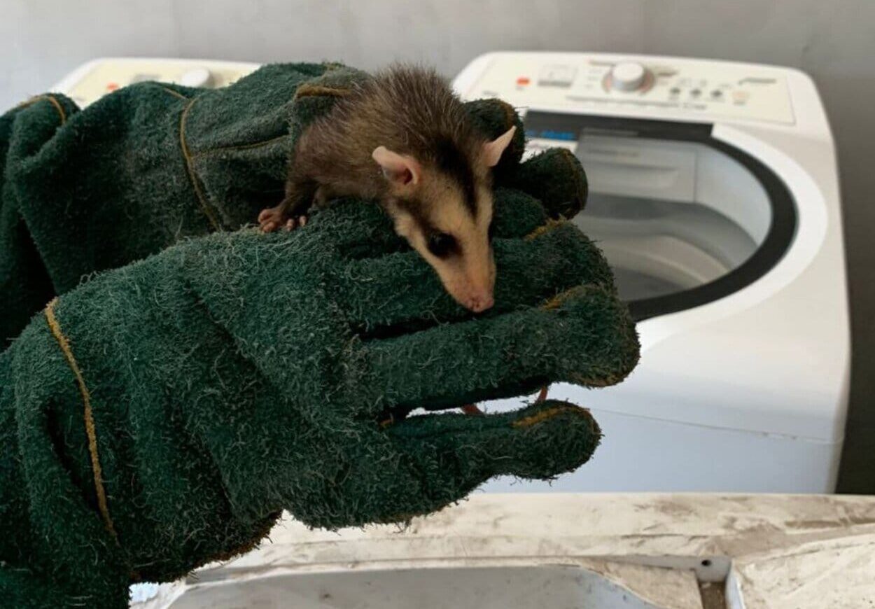 Na última terça-feira de 2025, agentes ambientais libertam 13 saruês