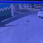 Carro atropela gato no Pinheirinho e vai embora sem prestar socorro