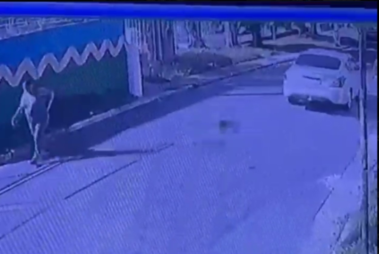 Carro atropela gato no Pinheirinho e vai embora sem prestar socorro