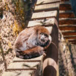 Unidade de conservação reabilitou e devolveu à natureza 131 animais; cerca de 70% dos resgates foram realizados pela GCM Ambiental do município de São Bernardo