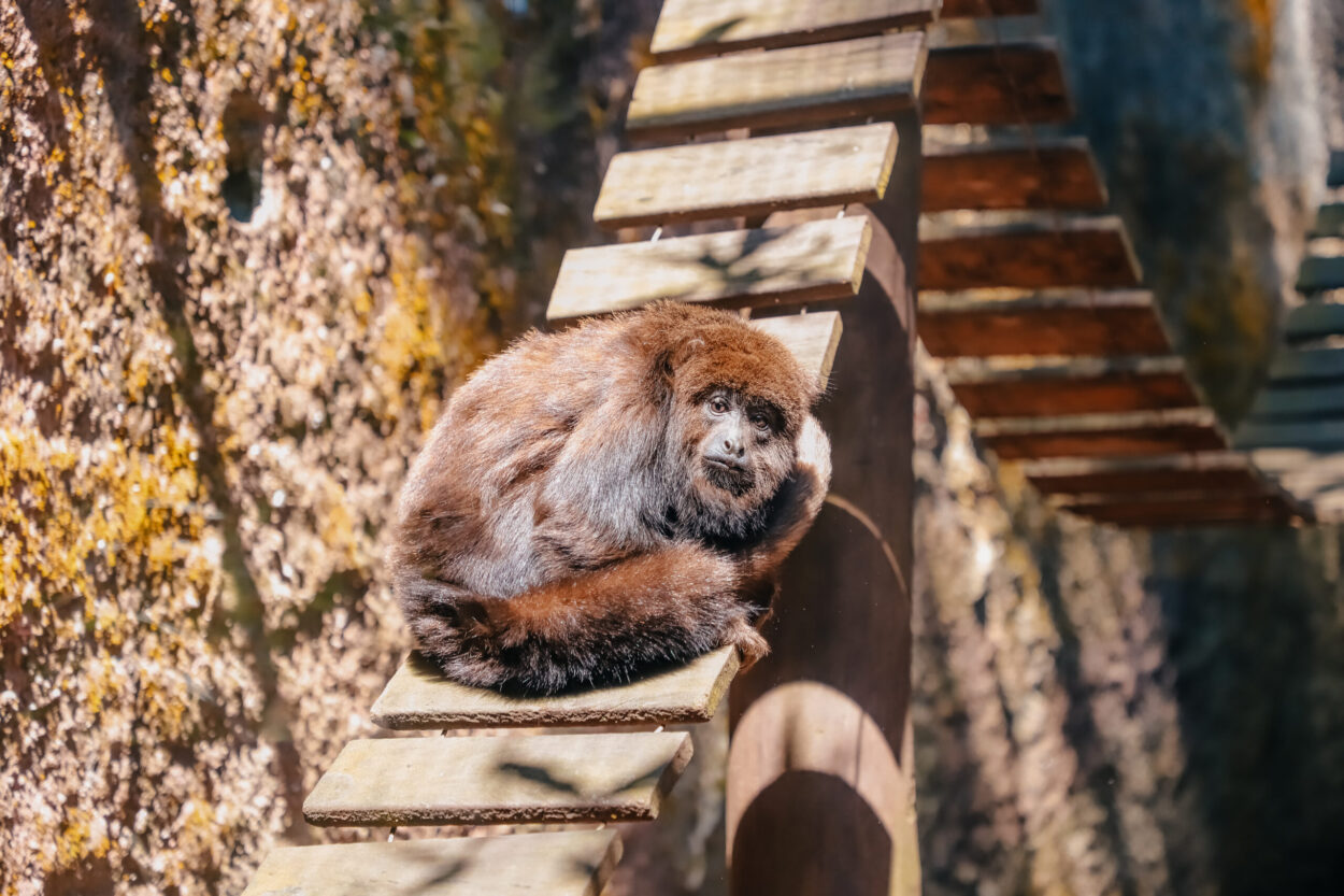 Unidade de conservação reabilitou e devolveu à natureza 131 animais; cerca de 70% dos resgates foram realizados pela GCM Ambiental do município de São Bernardo