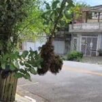Vespeiro em via pública assusta moradores no Parque Selecta, em São Bernardo