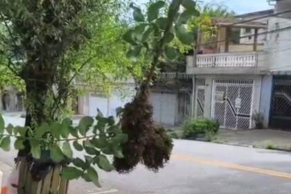 Vespeiro em via pública assusta moradores no Parque Selecta, em São Bernardo