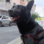 Cachorrinha Lola segue desaparecida há seis dias e tutora pede ajuda para localizá-la