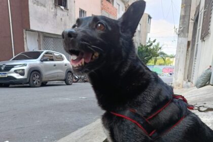 Cachorrinha Lola segue desaparecida há seis dias e tutora pede ajuda para localizá-la