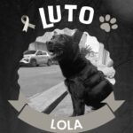 Cachorrinha Lola é encontrada sem vida em Diadema após fugir durante queima de fogos