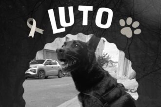 Cachorrinha Lola é encontrada sem vida em Diadema após fugir durante queima de fogos