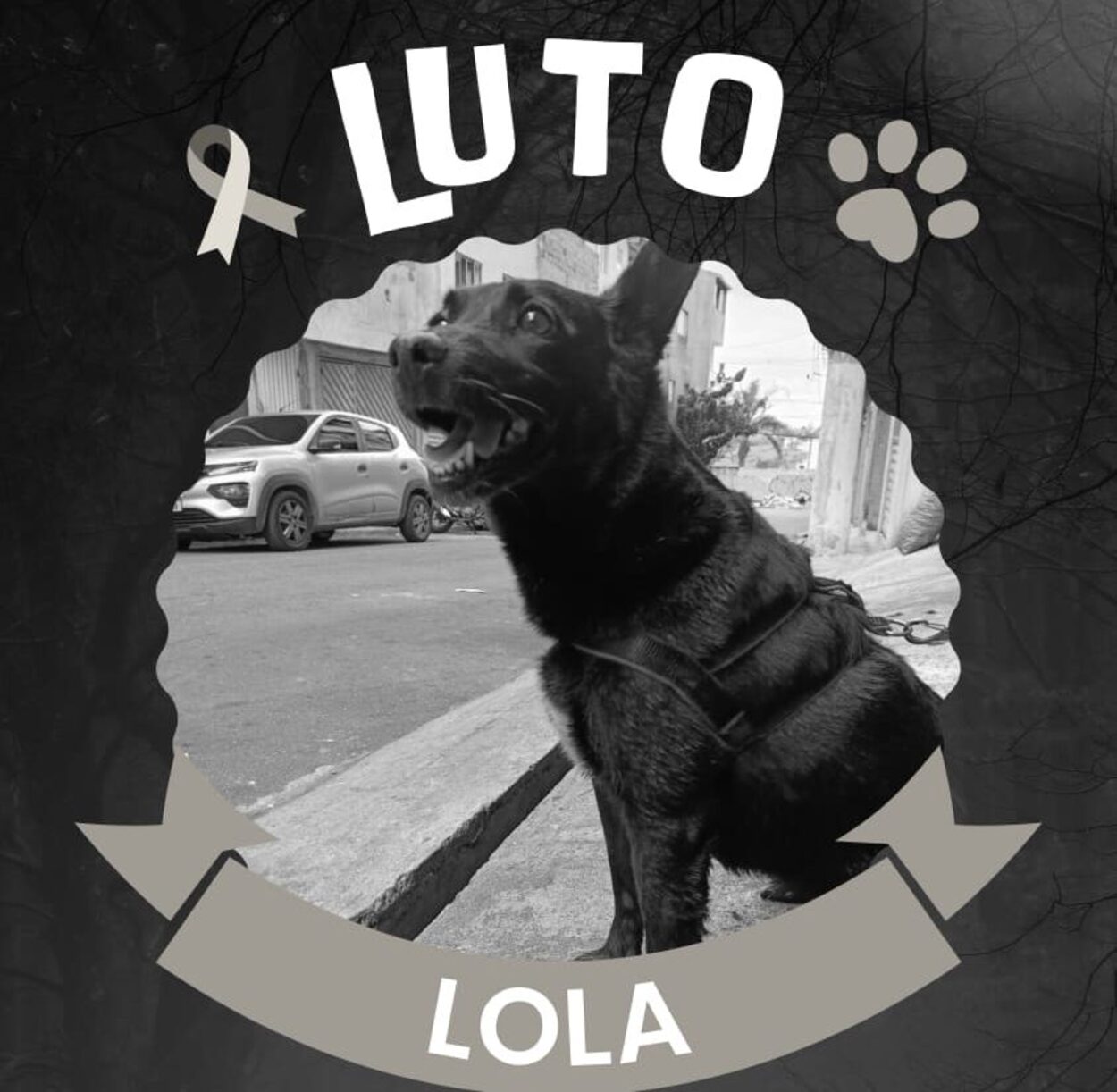 Cachorrinha Lola é encontrada sem vida em Diadema após fugir durante queima de fogos