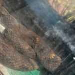 Guarda Ambiental resgata jararaca de 1,60 metro em área urbana de São Bernardo