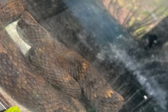 Guarda Ambiental resgata jararaca de 1,60 metro em área urbana de São Bernardo