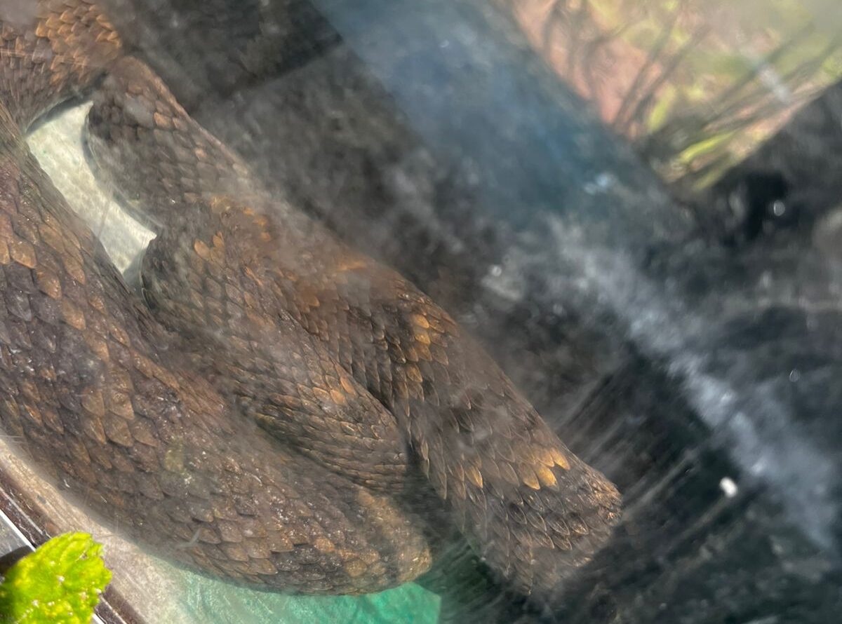 Guarda Ambiental resgata jararaca de 1,60 metro em área urbana de São Bernardo